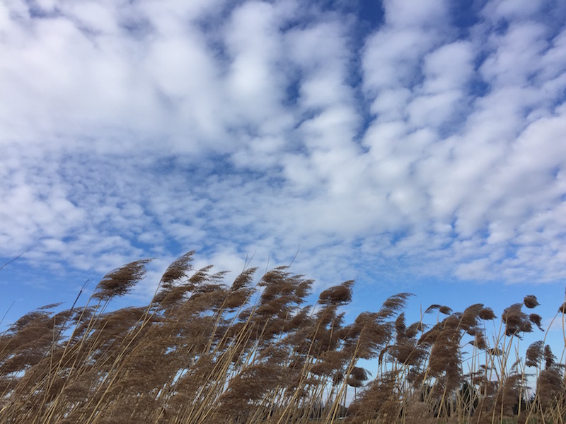 der rest deines Lebens: Himmel mit Wolken, darunter Schilfpflanzen vom Wind bewegt