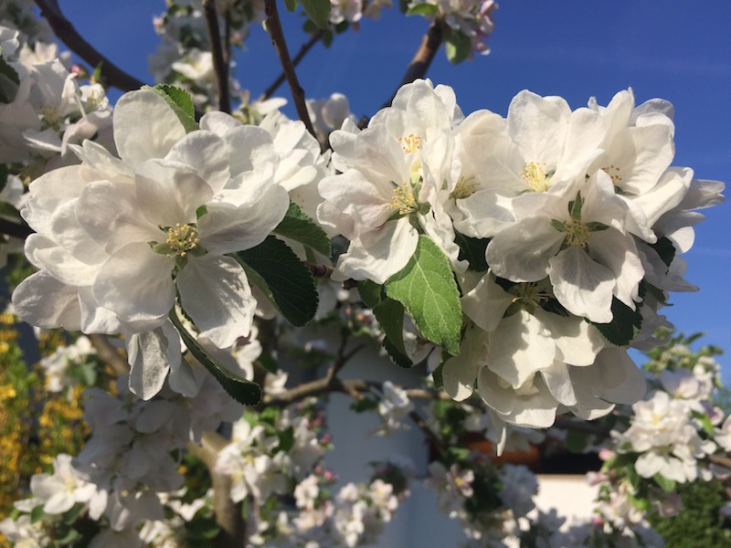 Ein schöner Moment - jeder Tag birgt mindestens einen schönen Moment in sich. Das Bild zeigt Blüten eines Apfelbaums.